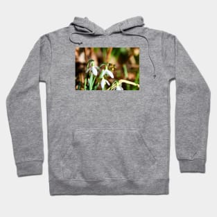 Honey bee IV / Swiss Artwork Photography Hoodie